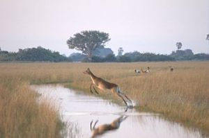 Travel to Botswana